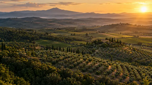 Vista aérea de una finca de olivos y viñedos entre colinas al atardecer