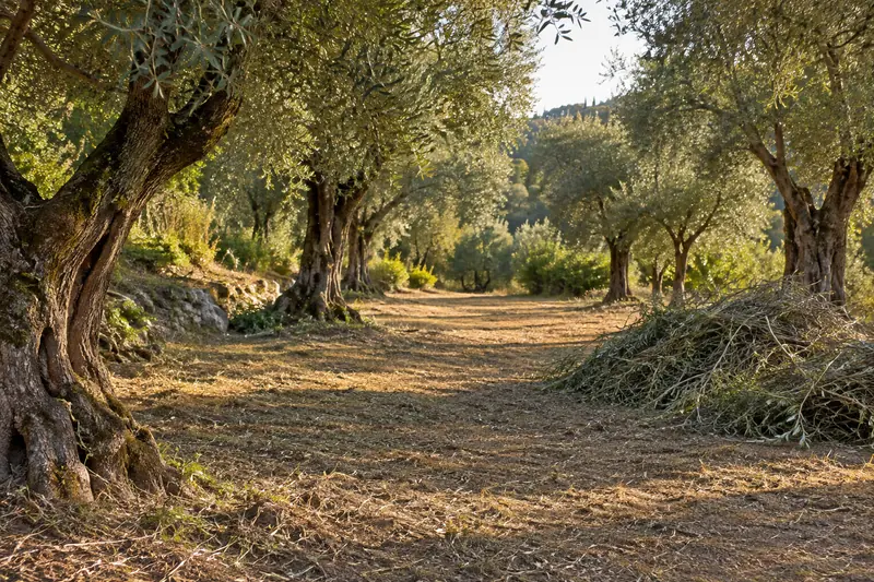 Camino limpio entre olivos centenarios con los restos de vegetación recogidos a un lado